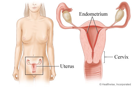 Picture of the endometrium and cervix