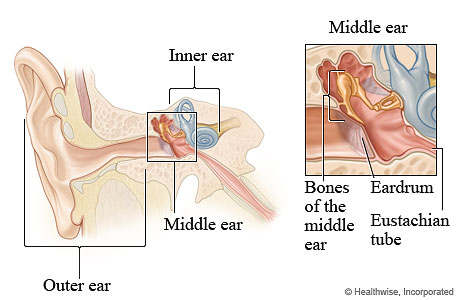 Ear anatomy including the parts of the middle ear
