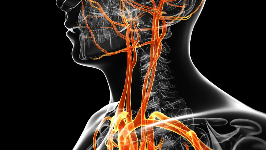 Illustration with black background showing veins and arteries in head, neck and heart area