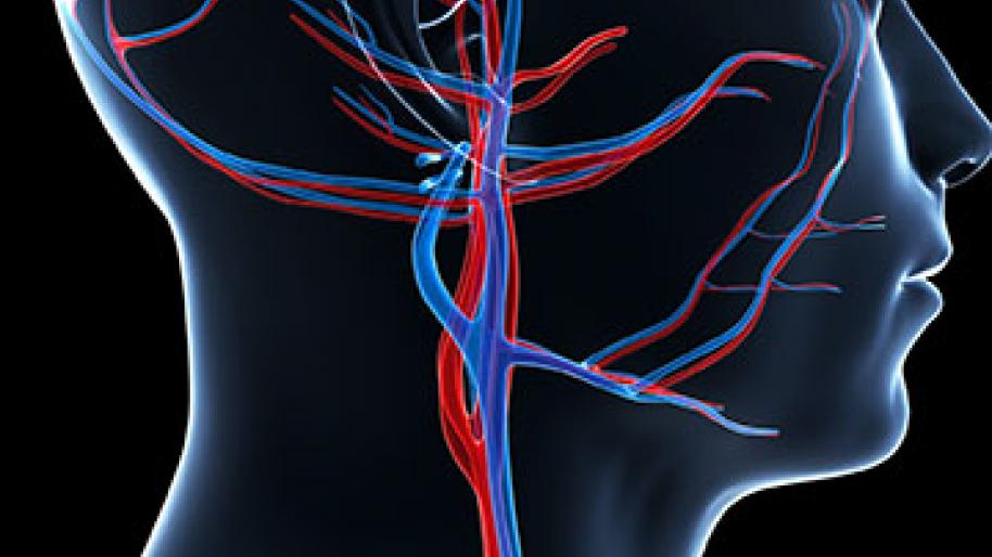 Illustration with black background of veins and arteries in male head and neck 