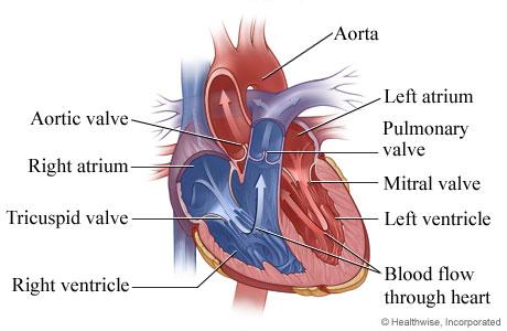 Illustration of the normal heart 