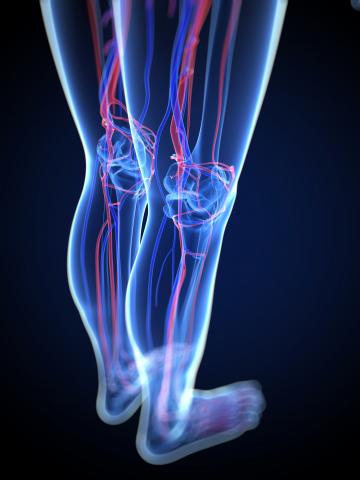 Illustration with black background showing vascular system of two standing legs