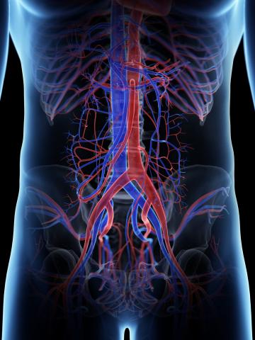 Illustration with black background of vascular system of male torso 